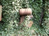 EngineIvy.jpg